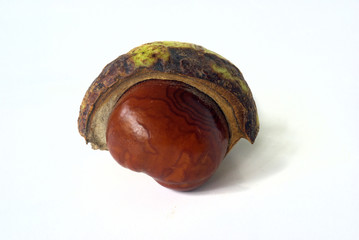 kasztan