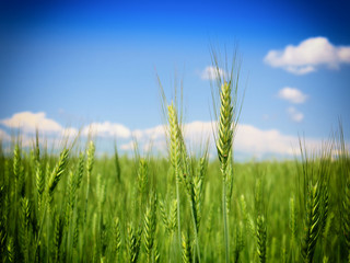 Wheat field against a blue sky