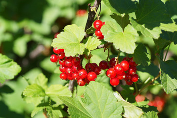 branch of red currants