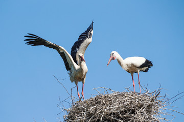 Storks on the nest