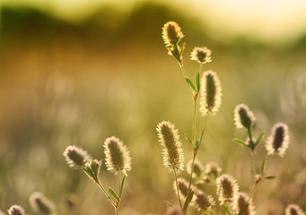 summer flower meadow