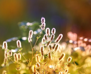 summer flower meadow