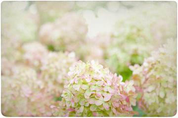 Hydrangea Flower Backround on old, yellowed Paper