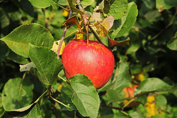 Large red apple on apple tree branch