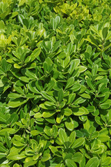 Obraz premium feuillage de pittosphore