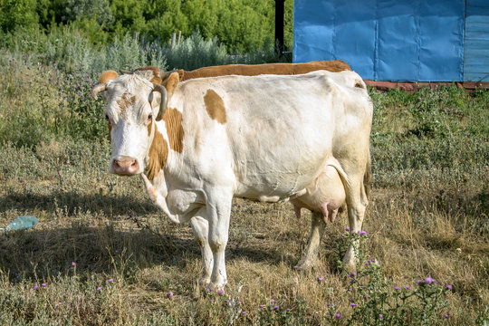 White cow with red spots.