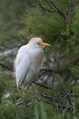 Kuhreiher, Cattle egret, Bubulcus ibis