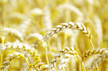 golden wheat