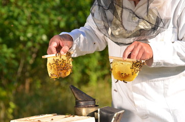 pszczelarz trzyma ramki z małego ulika weselnego w pasiece - obrazy, fototapety, plakaty