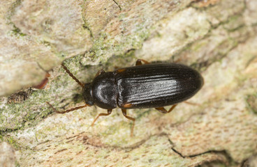 Mycetochara axillaris on wood