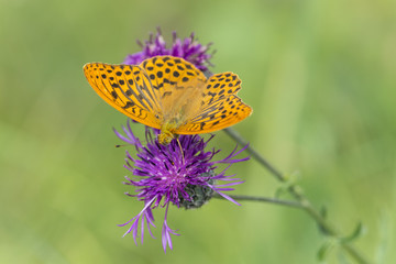 Silver-washed fritillary, Argynnis paphia, feeding on thistle
