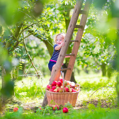 Beautiful little girl in an apple garden