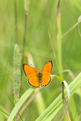 Scarce copper, Heodes virgaureae, Lycaenidae resting on grass