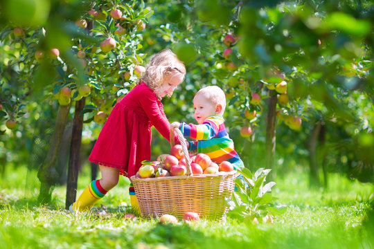 Adorable kids picking apples in a garden