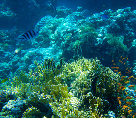Coral reef