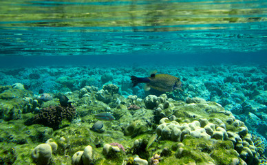 Coral reef