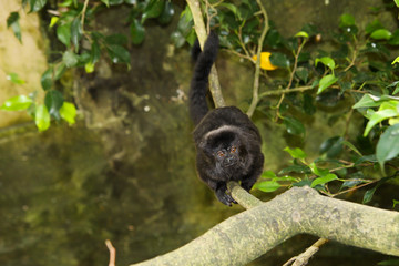 Black monkey