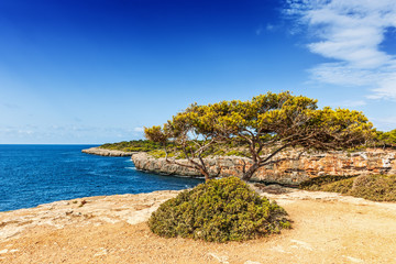 Fototapeta na wymiar Old pine tree overlooking the bay of Cala Pi