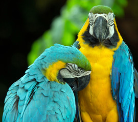 parrots