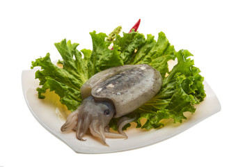 Raw cuttlefish