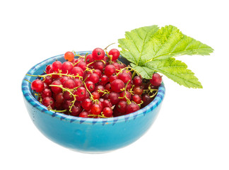 Red currant
