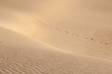 Footsteps in the desert. Mesquito dunes, Death Valley