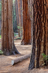 Tronchi di pino. Yosemite National Park