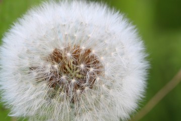 pusteblume v2 I