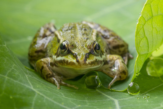 common european green frog on a dewy leaf