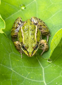 common european green frog on a dewy leaf