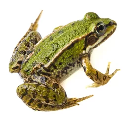 Door stickers Frog rana esculenta - common european green frog