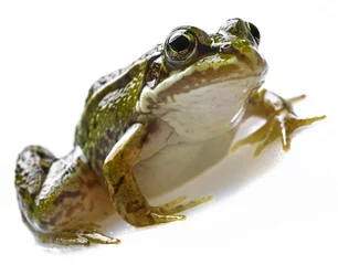 Crédence de cuisine en verre imprimé Grenouille rana esculenta - common european green frog