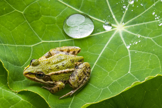 rana esculenta - common european green frog on a dewy leaf