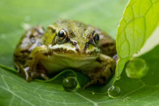 Pelophylax esculentus - frog on a dewy leaf