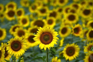 Fototapeta premium sunflowers field