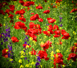 red poppy and wild flowers