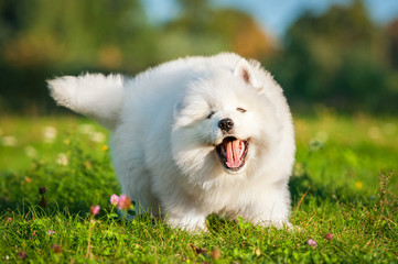 Funny samoyed puppy playing in the yard © Rita Kochmarjova