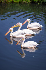 Great white pelicans in wildlife