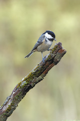 coal tit