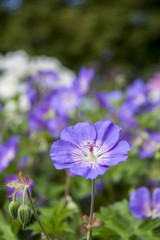 Blue Flowers