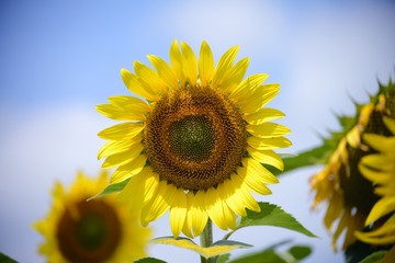 sunflower close up