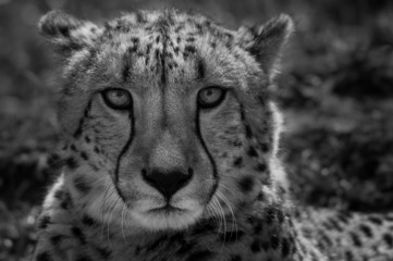 Obraz premium Gepard