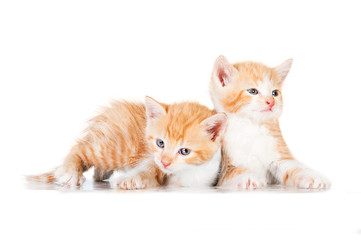 Two little red kittens