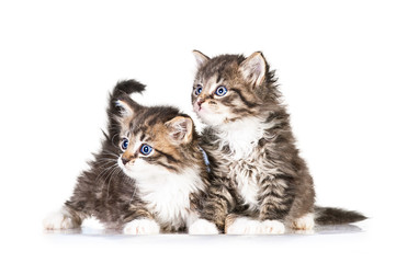 Two little tabby kittens