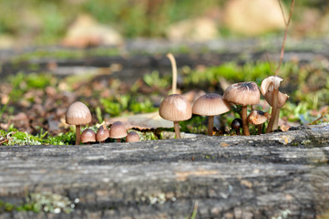 Pilze - Makroaufnahme