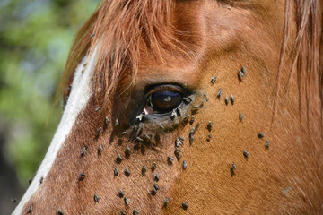 Pferd, Fliegen, Insekten, Parasiten, Infektion, Wehrlosigkei