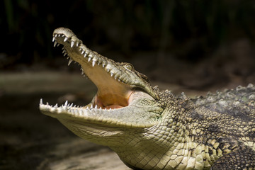 Fototapeta premium Crocodile