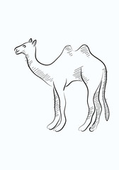 Camel sketch, art vector drawing