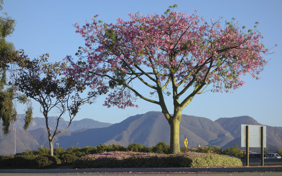 Ceiba speciosa or Floss Silk Tree, Camarillo, CA