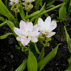 Curcuma alismatifolia or Siam tulip or Summer tulip in the garde